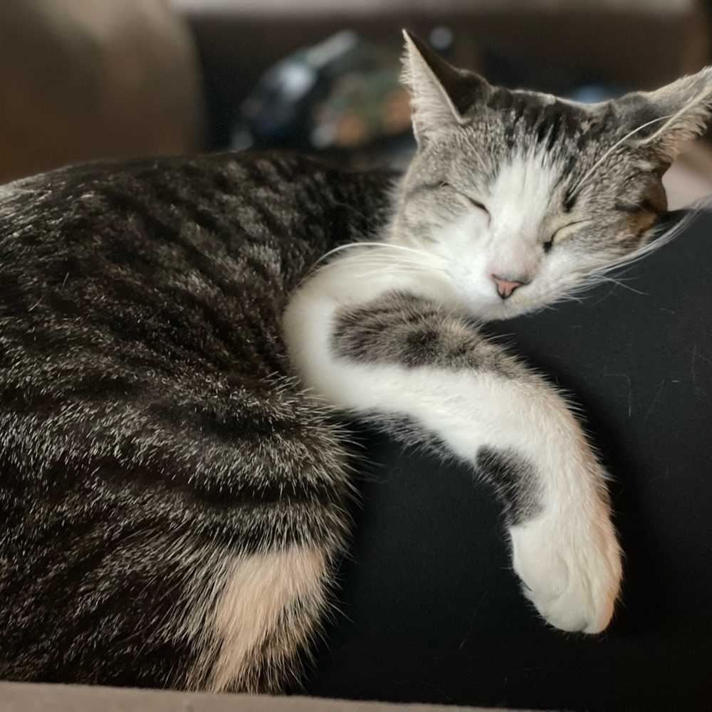 Meet your Posher, Sammie